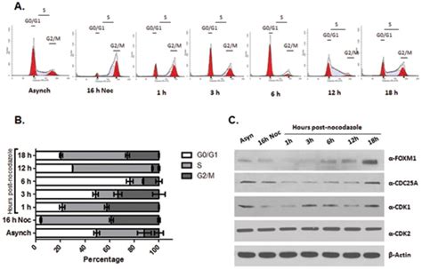 A Representative Flow Cytometry Analysis Shows Cell Cycle Progression