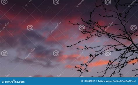 Purple Sunset Sky And Tree Silhouette Stock Image Image Of Season