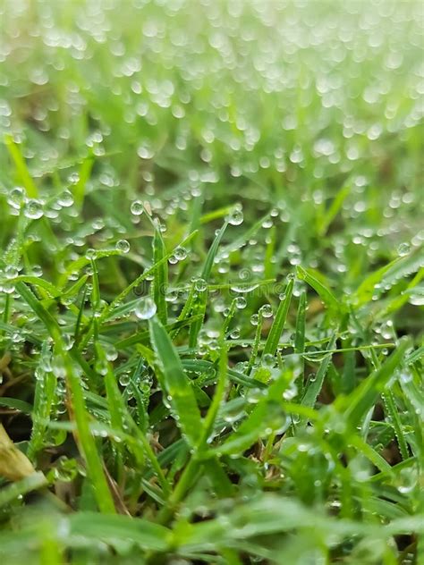 Morning Dew Macro Clear Water Droplets On Grass Fresh Green Grass Stock Image Image Of Garden