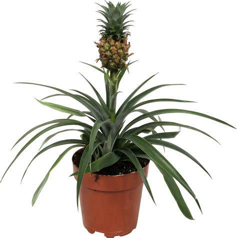 Bromelia Ananasplant Kopen Cm Jngl