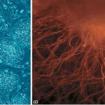 Stem Cell Division And Differentiation A Stem Cell B Progenitor