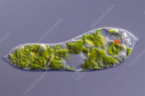 Euglena Deses Alga Light Micrograph Stock Image C057 4906