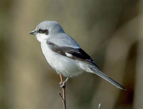 Маленькие белые птички - картинки и фото poknok.art