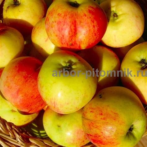 Саженцы яблони Антоновка десертная купить в Москве и Подмосковье ...