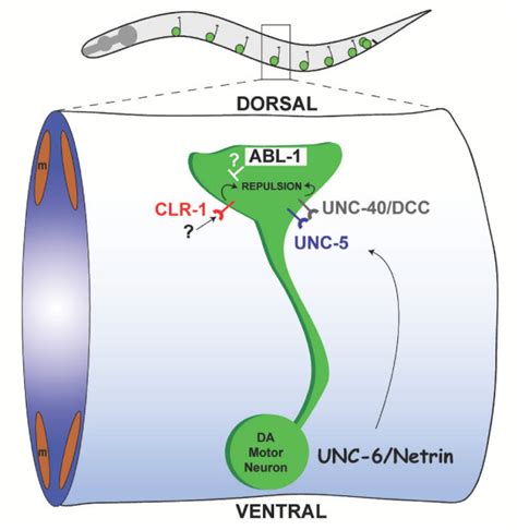 Model Of Da Motor Neuron Axon Guidance Ventrally Derived Unc 6netrin