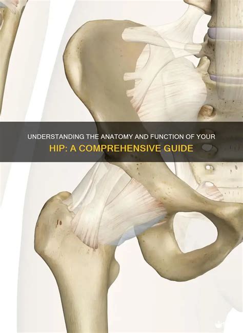 understanding  anatomy  function   hip  comprehensive
