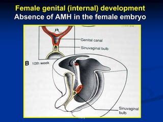 Sex Determination And Differentiation Ppt