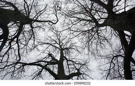 Naked Trees Background Birch Tree Autumn Stock Photo Shutterstock