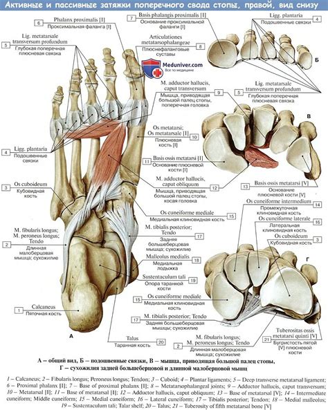 Анатомия: Стопа как целое и ее своды | Анатомия, Анатомия и физиология ...