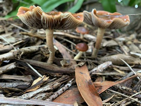 ID Check Jervis Bay NSW Mushroom Hunting And Identification