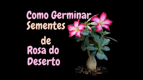 Como Germinar Sementes De Rosa Do Deserto Youtube