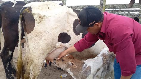 Feira Do Gado Só Vacas Leiteiras Capoeiras Pe06102023 Youtube