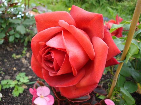 Роза Терракота Фото – Telegraph