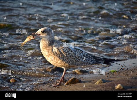 Cute hi res hi-res stock photography and images - Alamy