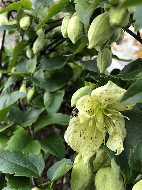 Flora of Gibraltar — Gibraltar Horticultural Society