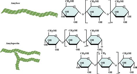 Mention the difference between amylose and amylopectin.