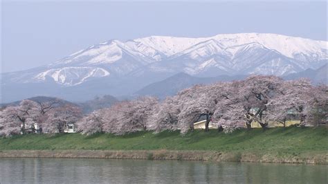 白石川堤一目千本櫻｜搜尋東北的觀光景點 旅東北 東北觀光旅遊資訊網