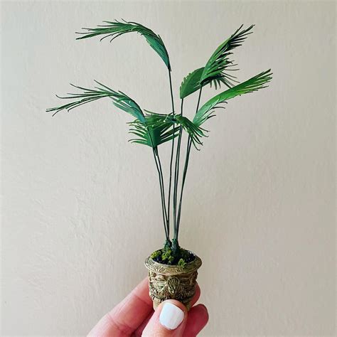 Majesty Palm Care And Growing Guide Plantcarefully