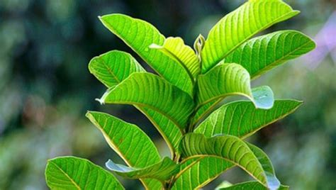 manfaat daun jambu biji  jarang  ketahui padahal luar