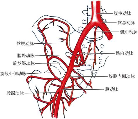 二髂总动脉及其分支 颈腰痛介入治疗学 医学