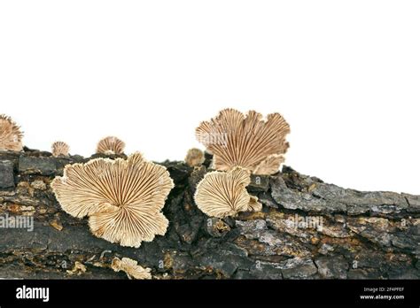 split gill schizophyllum commune mushroom isolated  white