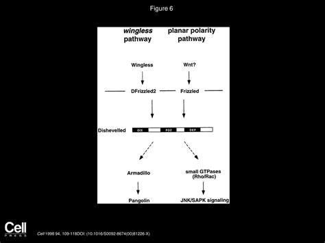 Dishevelled Activates JNK And Discriminates Between JNK Pathways In