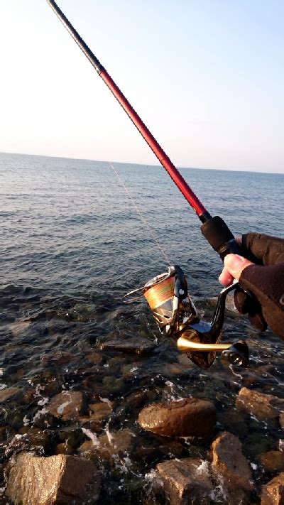 フロートアジング 大阪府 岬町 アジング メバル 陸っぱり 釣り・魚釣り 釣果情報サイト カンパリ