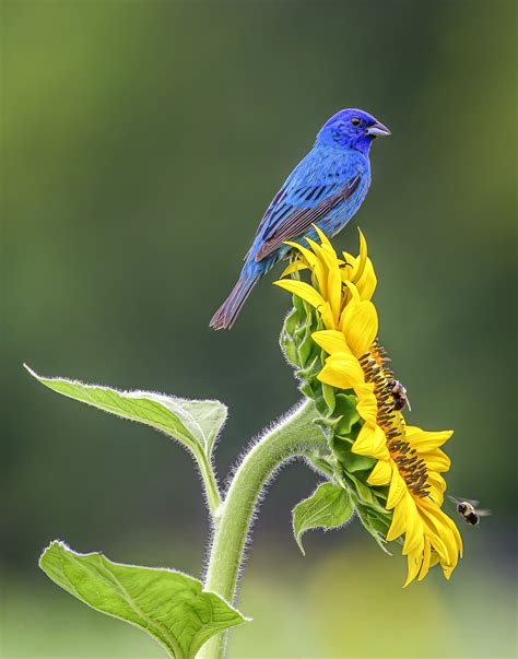 Voting - Alabama Wildlife Center