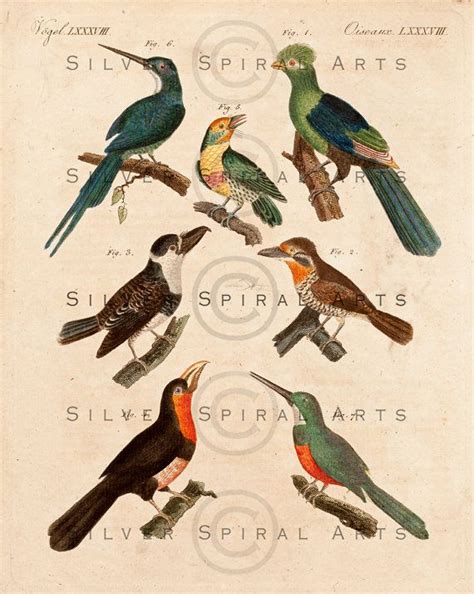 Vintage Bird Image Digital Download Antique Bird Etsy In 2021