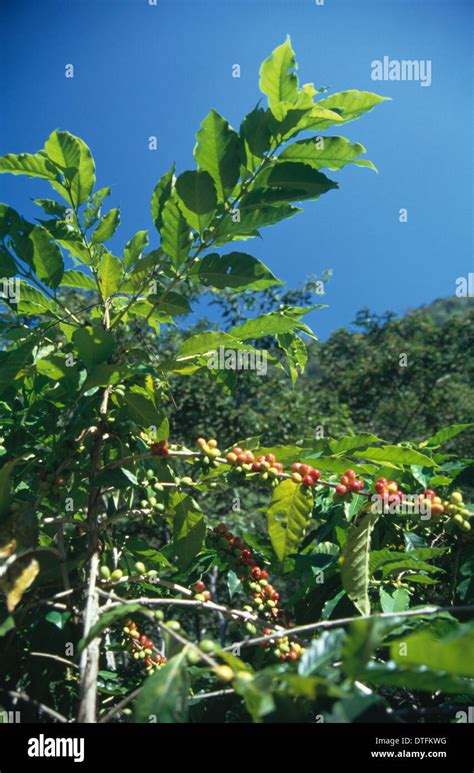 El salvador coffee plantation hi-res stock photography and images - Alamy