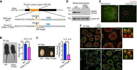 Figure From The Initiation Of Meiotic Sex Chromosome Inactivation Sequesters Dna Damage