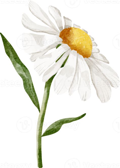 Watercolor Daisy Flower 16548529 PNG