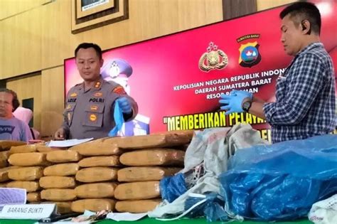 Polres Pariaman Berhasil Gagalkan Pengiriman Kg Ganja Ker