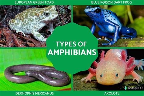 amphibians definition types classification main