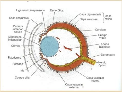 Desarrollo Embrionario Del Ojo Ocular Timeline Timetoast Timelines