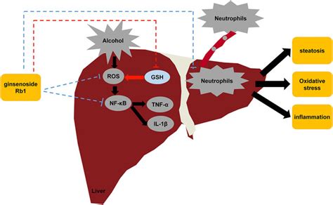 Frontiers Ginsenoside Rb1 Alleviates Alcohol Induced Liver Injury By