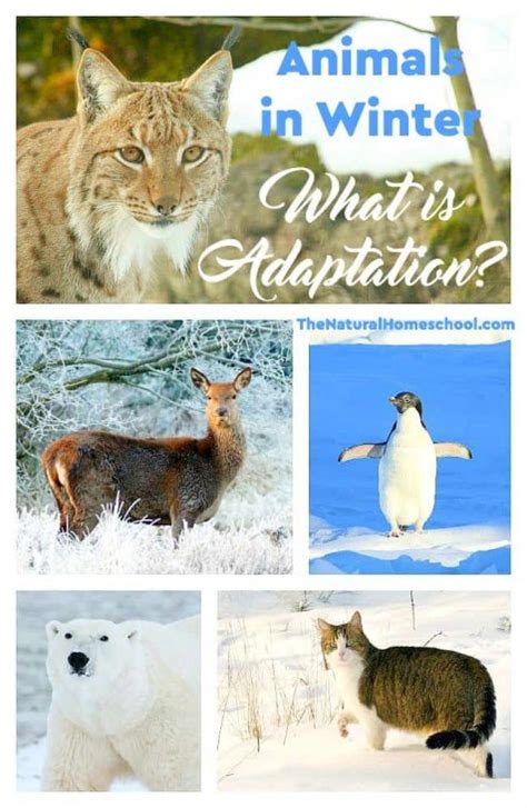 Winter Diorama Ideas: Animals that Adapt in Winter - The Natural Homeschool