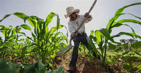 Cuenta México Con Un Campo Productivo Y Con Ritmo De Trabajo Frontal