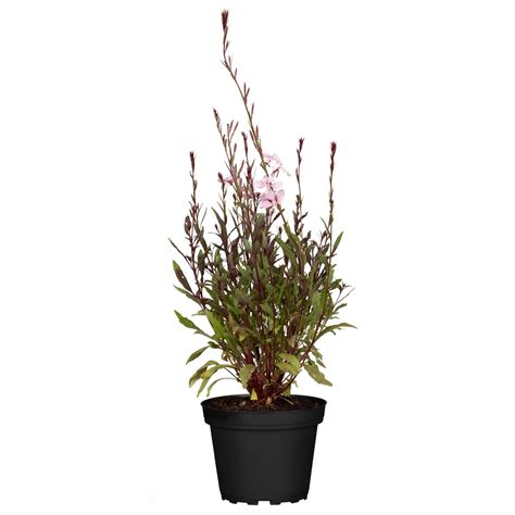 Grow By Obi Garten Prachtkerze Gaudi Rosa H He Ca Cm Gaura