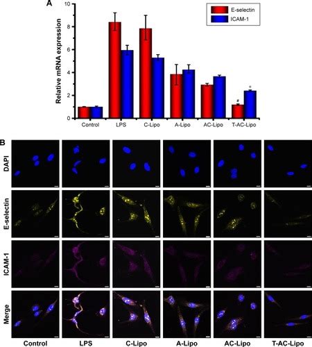 Full Article Synergistic Effects Of Liposomes Encapsulating