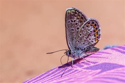 Borboleta Inseto Azul Comum Foto Gratuita No Pixabay Pixabay