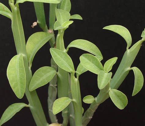 Euphorbia Pteroneura
