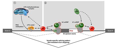Review On Function Of Drosophila Sex Lethal Medenbachlab