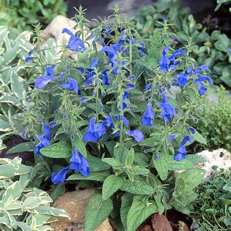 Salvia Seeds | 10 Salvias | Annual Flower Seeds