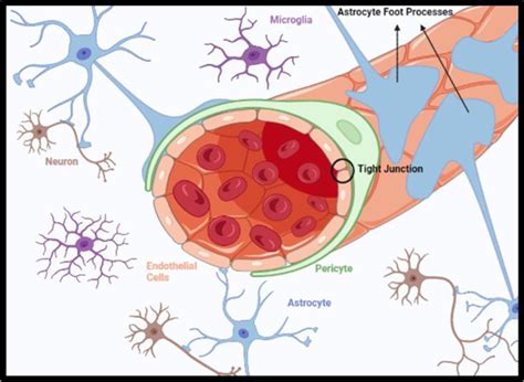 Neurovascular Unit Nvu It Encompasses The Molecular And Cellular