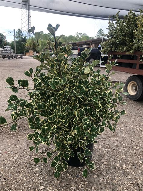 Ficus Triangularis Var Bush Tri State Foliage In House Availability