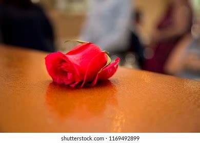 imagenes de singular rose imagenes fotos  vectores de stock