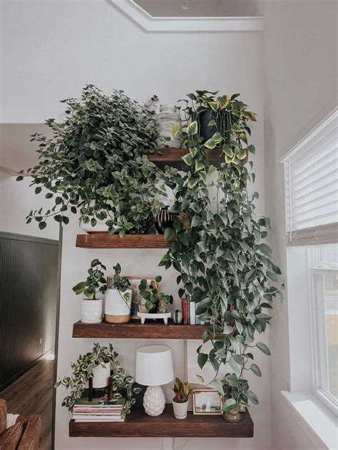 Pothos Plant Care: Tips & Tricks – Love & Renovations