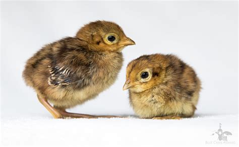 Lady Amherst Pheasant — Blue Creek Aviaries