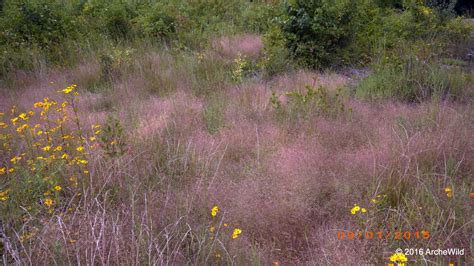 Species Spotlight Eragrostis Spectabilis Purple Lovegrass Archewild